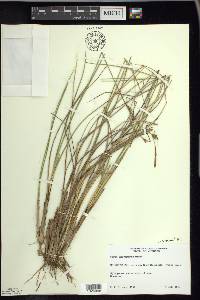 Carex oligosperma image