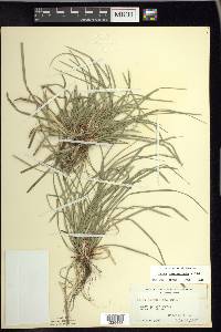 Carex pedunculata image