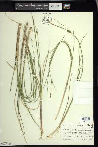 Carex oligosperma image