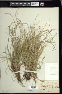 Carex peckii image