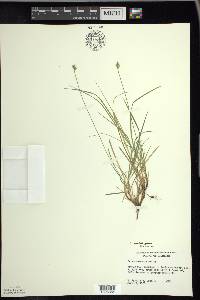 Carex peckii image