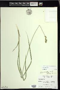 Carex normalis image