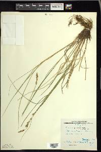 Carex prairea image