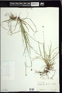 Carex peckii image