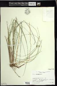 Carex oligosperma image