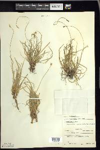 Carex peckii image