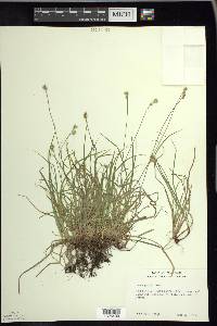 Carex peckii image