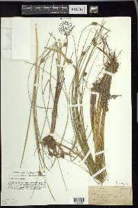 Carex oligosperma image