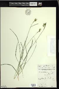 Carex pallescens image