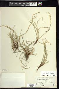 Carex pedunculata image