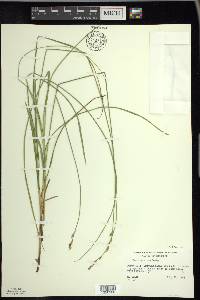 Carex prairea image