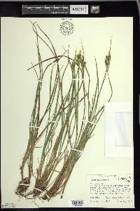 Carex pallescens image