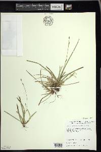 Carex pedunculata image