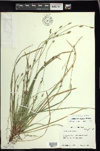 Carex pedunculata image