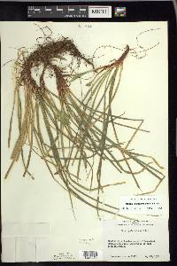Carex pedunculata image