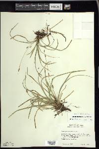 Carex pedunculata image