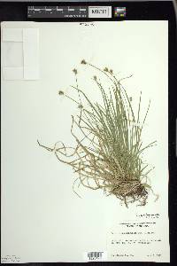 Carex peckii image