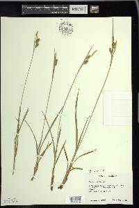 Carex pallescens image