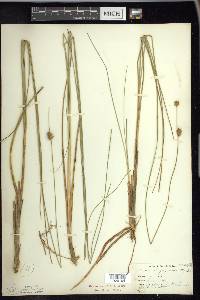 Carex oligosperma image