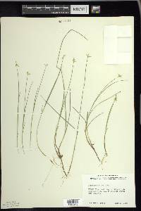 Carex pauciflora image