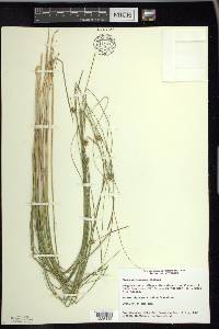 Carex oligosperma image