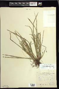 Carex pedunculata image