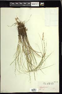 Carex prairea image