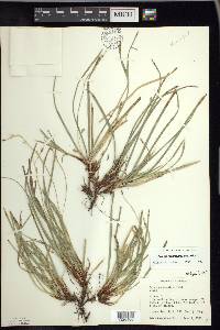 Carex pedunculata image