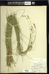 Carex prairea image