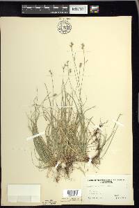 Carex peckii image