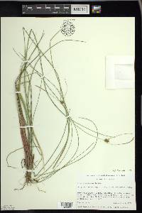 Carex oligosperma image