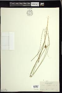 Carex oligosperma image