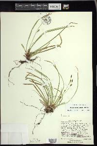 Carex pedunculata image