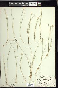 Carex pauciflora image