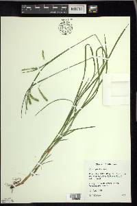 Carex prasina image