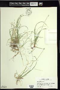 Carex peckii image