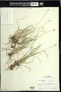 Carex peckii image