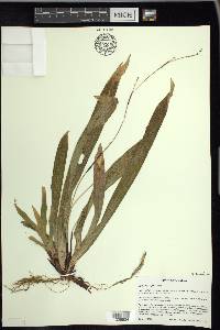 Carex plantaginea image