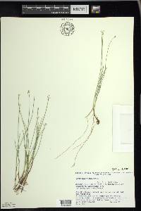 Carex pauciflora image