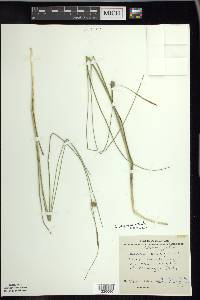 Carex oligosperma image