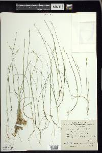 Carex pauciflora image