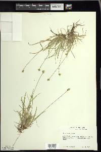 Carex peckii image