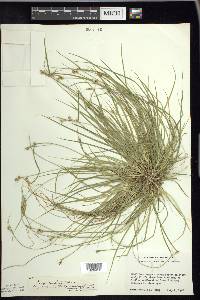 Carex peckii image