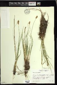 Carex prairea image