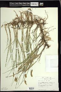 Carex praegracilis image