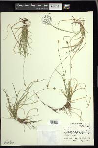 Carex peckii image