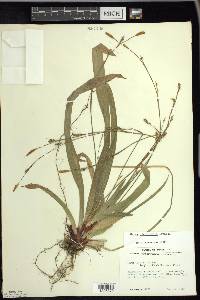 Carex plantaginea image