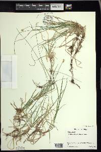 Carex peckii image