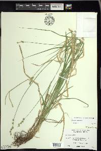 Carex normalis image