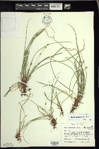 Carex pedunculata image